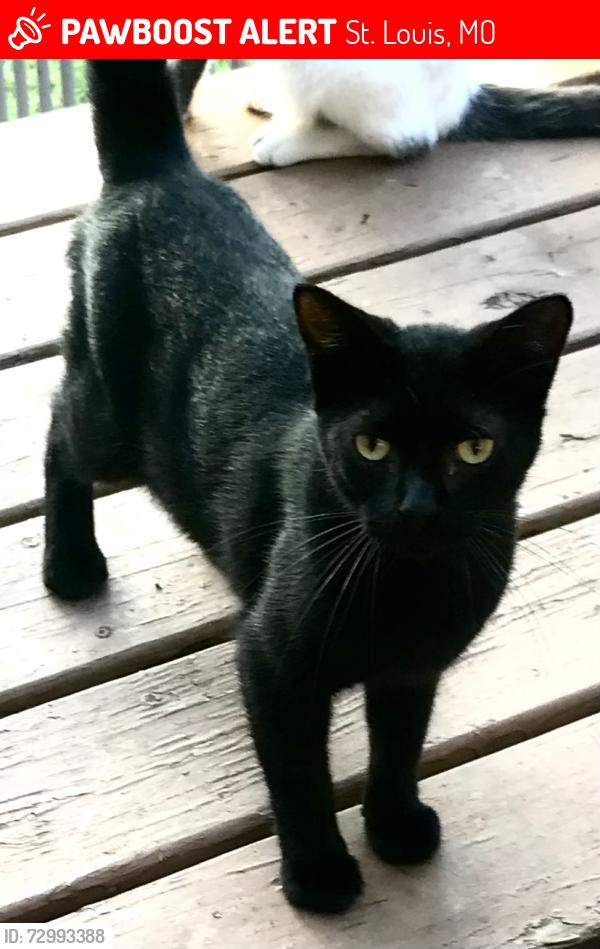 Lost Male Cat last seen Fountain Avenue/Aubert Avenue , St. Louis, MO 63113