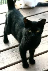 Lost Male Cat last seen Fountain Avenue/Aubert Avenue , St. Louis, MO 63113