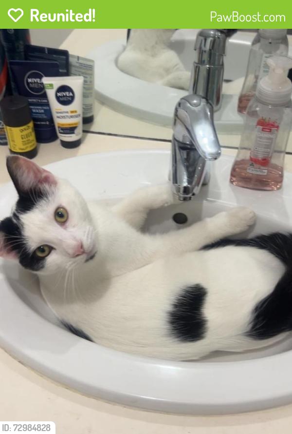 Reunited Male Cat last seen Near Tyntynder , Carrum Downs, VIC 3201
