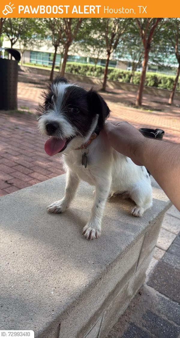 Found/Stray Male Dog last seen Houston community college fulton, Houston, TX 77022