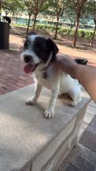 Found/Stray Male Dog last seen Houston community college fulton, Houston, TX 77022