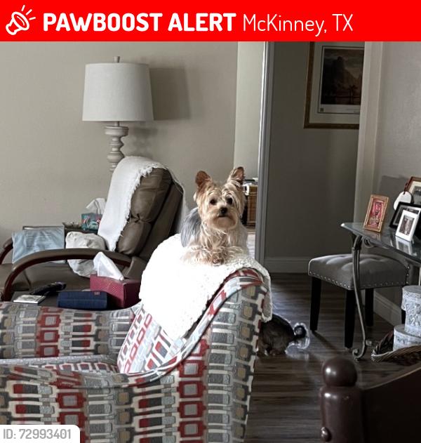 Lost Male Dog last seen JFK, Westridge, Memory Ln, McKinney, TX 75072