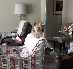 Lost Male Dog last seen JFK, Westridge, Memory Ln, McKinney, TX 75072