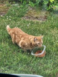 Found/Stray Unknown Cat last seen Stone rd, Rochester, NY 14616