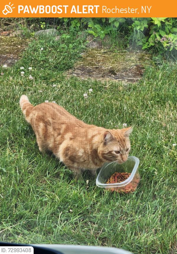 Found/Stray Unknown Cat last seen Stone rd, Rochester, NY 14616