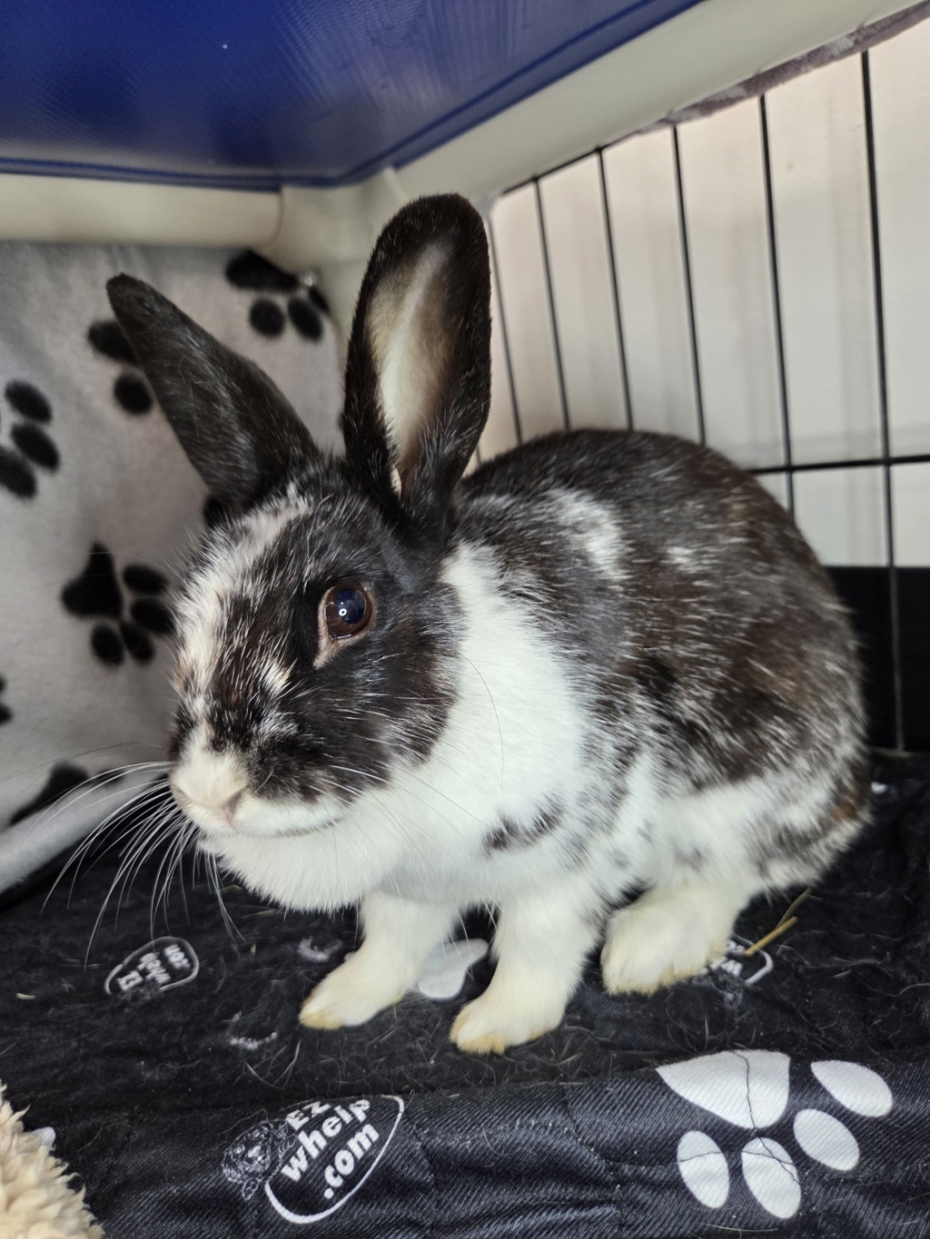 Shelter Stray Female Rabbit last seen Near Tenbrook Road, ODENTON, MD, 21113, 411 Maxwell Frye Rd, Millersville, MD 21108, USA