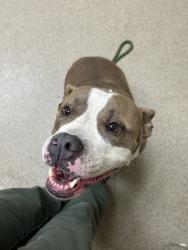 Shelter Stray Female Dog last seen Near Potters Road, VIRGINIA BEACH, VA, 23454, 341 S Birdneck Rd, Virginia Beach, VA 23451, USA