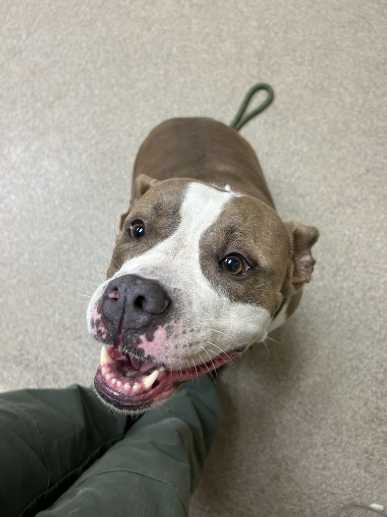 Shelter Stray Female Dog last seen Near Potters Road, VIRGINIA BEACH, VA, 23454, 341 S Birdneck Rd, Virginia Beach, VA 23451, USA