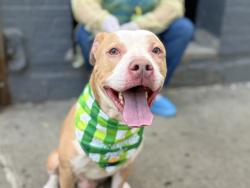 Shelter Stray Male Dog last seen Near W 142nd Street, NEW YORK, NY, 10030, 326 E 110th St, New York, NY 10029, USA