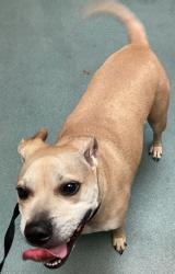 Shelter Stray Male Dog last seen Near Plymouth Court, RALEIGH, NC, 27610, 820 Beacon Lake Dr, Raleigh, NC 27610, USA