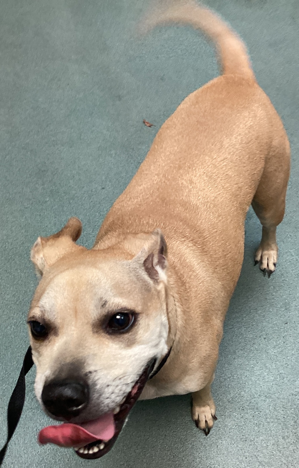 Shelter Stray Male Dog last seen Near Plymouth Court, RALEIGH, NC, 27610, 820 Beacon Lake Dr, Raleigh, NC 27610, USA