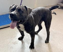 Shelter Stray Male Dog last seen Webster Avenue, BRONX, NY, 10457, 326 E 110th St, New York, NY 10029, USA