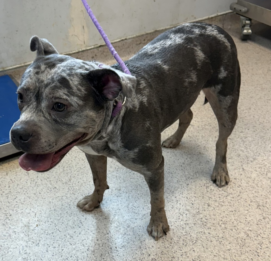 Shelter Stray Female Dog last seen Near Washington Avenue, BRONX, NY, 10451, 326 E 110th St, New York, NY 10029, USA