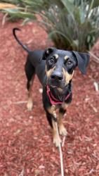 Shelter Stray Male Dog last seen S, San Diego, CA, 92108, 5500 Gaines St, San Diego, CA 92110, USA