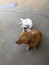 Found/Stray Unknown Dog last seen North Evanston Ave, Lubbock, TX 79416