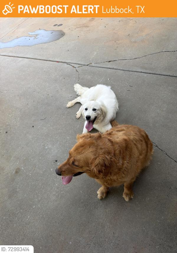 Found/Stray Unknown Dog last seen North Evanston Ave, Lubbock, TX 79416