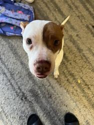 Lost Female Dog last seen Beddingfield high school, Wilson, NC 27893