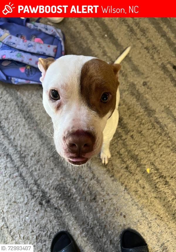 Lost Female Dog last seen Beddingfield high school, Wilson, NC 27893