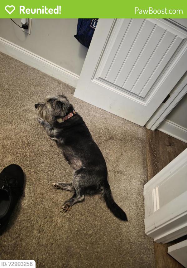 Reunited Female Dog last seen Near Dragging Canoe Ct, Elgin, SC 29045, USA, Elgin, SC 29045