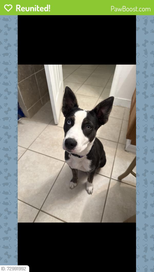 Reunited Female Dog last seen Near nw 165th court road, Dunnellon, FL 34432