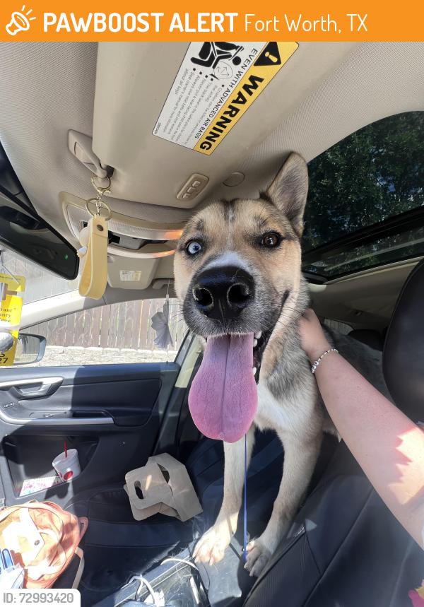 Found/Stray Male Dog last seen Cabelas Bass Pro, Fort Worth, TX 76177