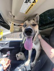 Found/Stray Male Dog last seen Cabelas Bass Pro, Fort Worth, TX 76177