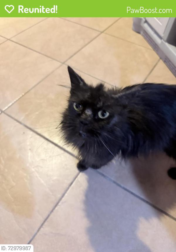 Reunited Unknown Cat last seen Aeolian and Alburtis , West Whittier-Los Nietos, CA 90606