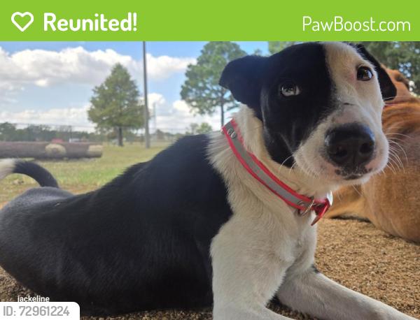 Reunited Female Dog last seen Birdsong, Allenbrook, Baytown, TX 77521