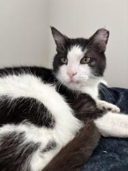 Reunited Male Cat last seen Our Deli Cafe, Phoenixville, PA 19460