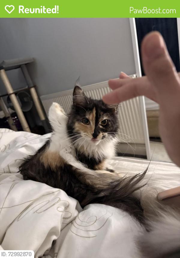Reunited Female Cat last seen Park road , Timperley, England WA15 6AD