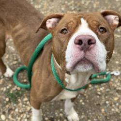 Shelter Stray Female Dog last seen , Animal Care & Control Team of Philly, 111 W Hunting Park Ave, Philadelphia, PA 19140, USA