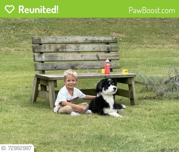 Reunited Male Dog last seen Ivy Lake Ct, Buford, GA , Gwinnett County, GA 30519