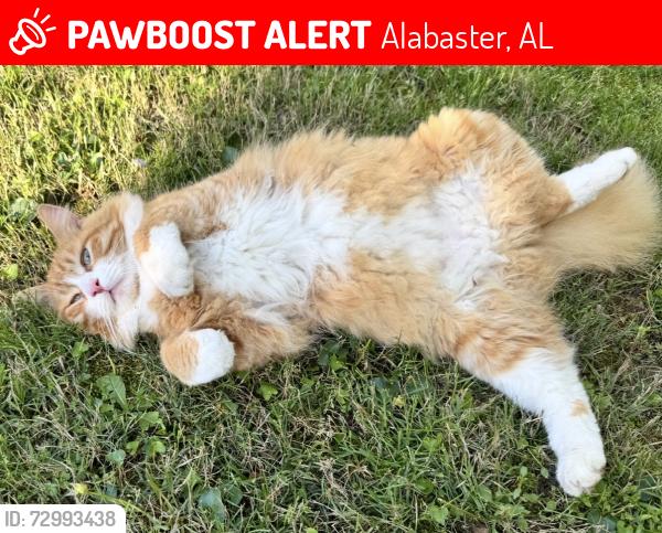 Lost Male Cat last seen Wixford Trace, Windsor Ln, Alabaster, AL 35007
