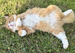Lost Male Cat last seen Wixford Trace, Windsor Ln, Alabaster, AL 35007