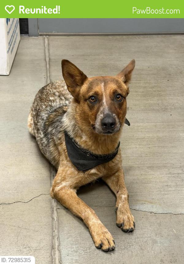 Reunited Female Dog last seen K street Grant, San Bernardino, CA 92405