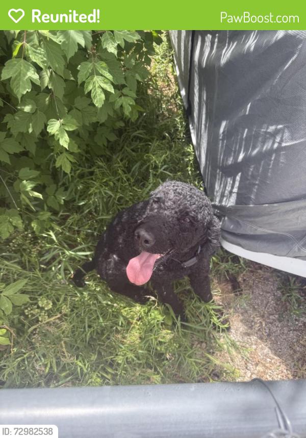 Reunited Male Dog last seen Near e 1000 s, Springville, UT 84663