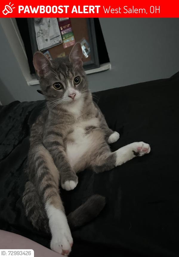 Lost Male Cat last seen east buckeye street, across from the library. , West Salem, OH 44287