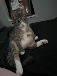 Lost Male Cat last seen east buckeye street, across from the library. , West Salem, OH 44287