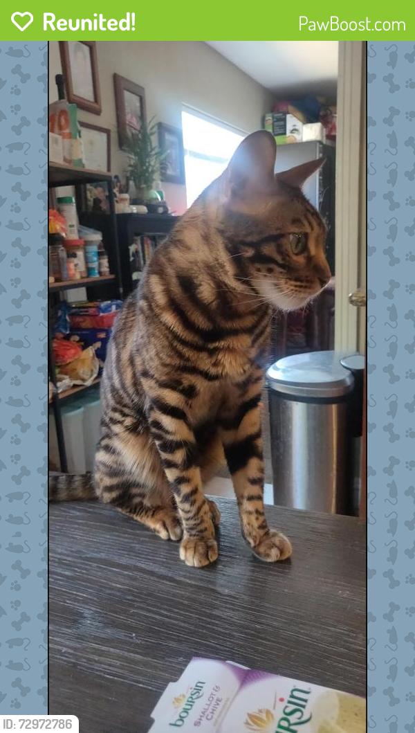 Reunited Male Cat last seen 228th , Carson, CA 90745
