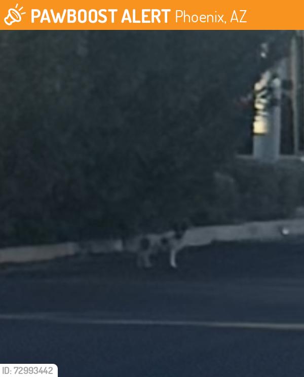 Found/Stray Male Dog last seen 7th Ave and Glenrosa, Phoenix, AZ 85013