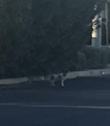 Found/Stray Male Dog last seen 7th Ave and Glenrosa, Phoenix, AZ 85013