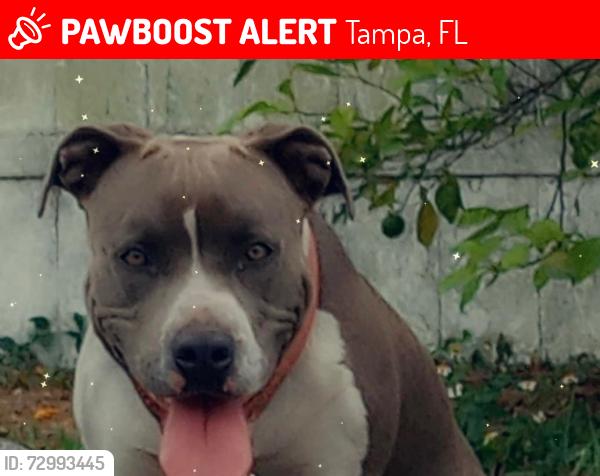 Lost Female Dog last seen Henry and Lincoln , Tampa, FL 33614