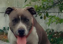 Lost Female Dog last seen Henry and Lincoln , Tampa, FL 33614