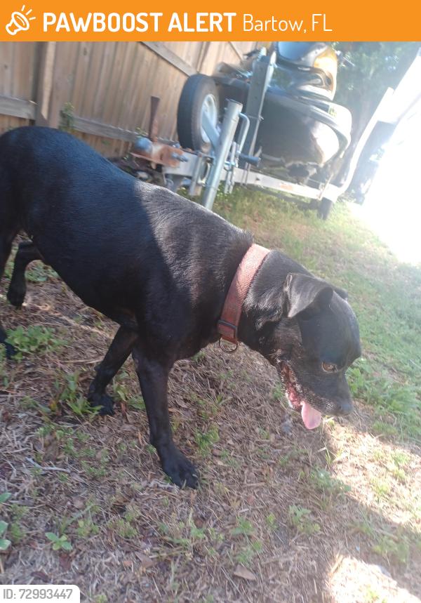 Found/Stray Male Dog last seen L, Bartow, FL 33830