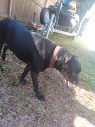 Found/Stray Male Dog last seen L, Bartow, FL 33830