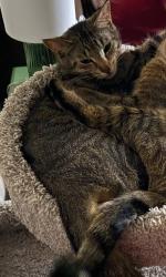Lost Female Cat last seen Near State St, Holley, NY 14470
