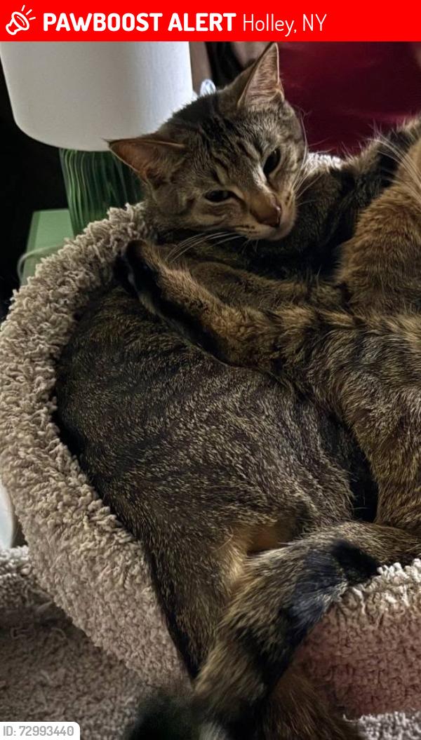Lost Female Cat last seen Near State St, Holley, NY 14470