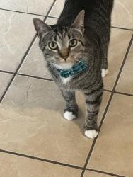 Lost Male Cat last seen Stringtown/christ, Evansville, IN 47711