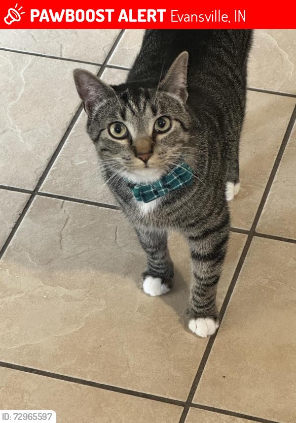 Lost Male Cat last seen Stringtown/christ, Evansville, IN 47711