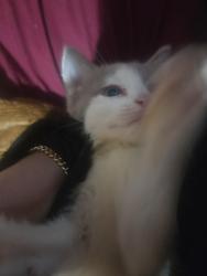 Lost Female Cat last seen Near and sheridan blvd, Westminster, CO 80031
